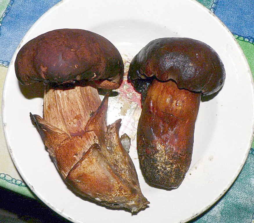 Boletus fragans????